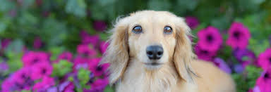 The honolulu pet clinic was founded on veterinary excellence, a tradition we maintain to this day. Pet Diagnostic Honolulu Hi The Honolulu Pet Clinic