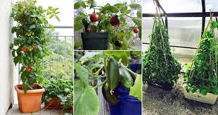 Using the sun to dry food is the oldest known method of food preservation, and making nutritious and delicious dried fruit this way is easy to do. 18 Best Climbing Vining Vegetables For Containers To Grow Vertically