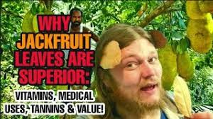 Deep Dive: TANNINS From JACKFRUIT LEAVES! Betta' Than Cattapa Leaves in  Every Way For Shrimp & Fish!