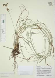 Image result for Fuirena microcarpa