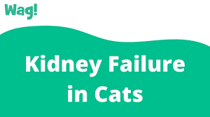 Kidney (renal) failure (acute or chronic) occurs when the kidneys no longer function well and the end stage of kidney causes of acute and chronic kidney failure include medications, cancer, and cirrhosis. Kidney Failure In Cats Symptoms Causes Diagnosis Treatment Recovery Management Cost