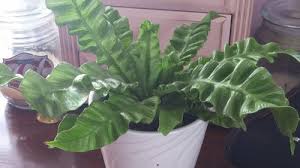 This root killer for sewage lines is best used consistently as preventative maintenance. Crispy Wave Fern Dying Help
