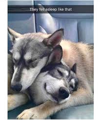 54 Funny Fresh And Fantastic Animal Memes To Get You Going Justviral Net Cute Funny Animals Cute Animals Funny Animals