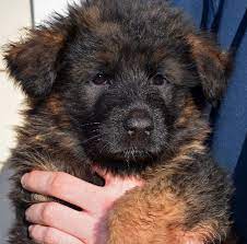 It has a vaccination card. German Shepherd Puppies Now Available From Grunwald Haus Usa German Shepherd Puppies German Shepherd Dogs Shepherd Puppies