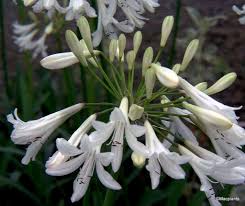 Image result for Agapanthus campanulatus