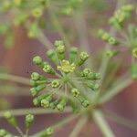 Image result for Steganotaenia