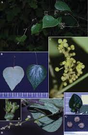 Image result for Cissampelos torulosa