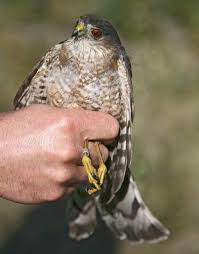 Birds Of Central Oregon Coast Sharp Shinned Hawk Hunts Songbirds Hunting Birds Of Prey Birds
