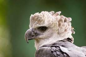 Eagle is stronger because of large size and wings, herculean talons and heavy legs. Harpy Eagle The Canopy Family
