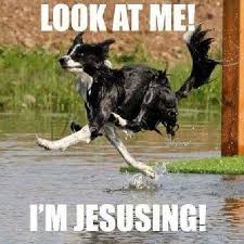 Haha Love This Shaneochand Jesus God Easter Cross Crossequalslove Followme Follow Like Selfie Beautiful Funny Meme Animal Memes Funny Animal Pictures Funny Animals