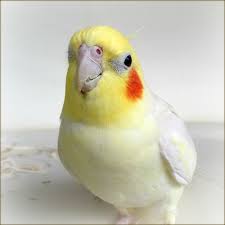 Cockatiel Yellow Bird With Red Cheeks Lutino Cockatiel Cockatiel Cute Little Animals Cute Baby Animals