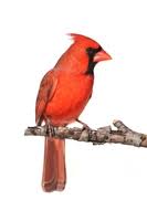 Cardinal Meaning In The Cambridge English Dictionary