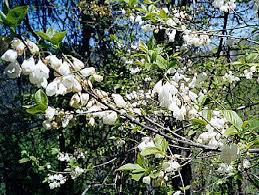 Image result for Subularia monticola