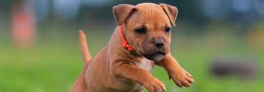 American staffordshire terriers are muscular, giving the impression not only of great strength for their size but also of grace and agility. Staffordshire Bull Terrier Dog Breed Facts And Traits Hill S Pet