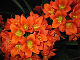 Image result for Clivia flowering