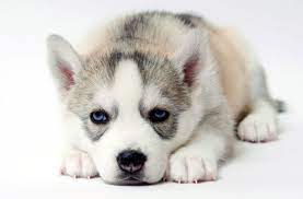 A snowy faced, furry, bright eyed eskimo dog. Siberian Husky Puppies For Sale In Ct Breeder