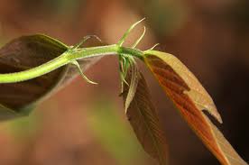 Image result for Bridelia micrantha