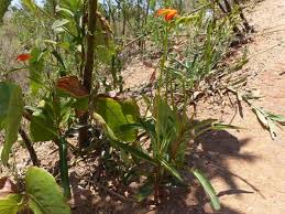 Image result for Tricliceras longepedunculatum