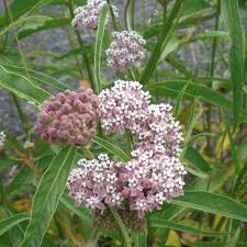 Image result for Asclepias foliosa