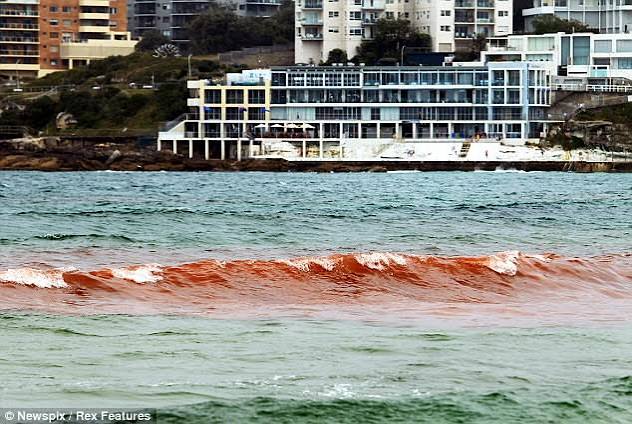 Strange: Tourists flee Australian beach as water turns blood red - See  Photos | YNaija