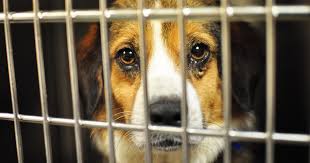 Visit your local best buy at 100 consumer square in mays landing, nj for electronics, computers, appliances, cell phones, video games & more new tech. New Jersey Passes New Law That Requires Pet Stores To Sell Only Rescue Animals Bored Panda