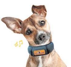 Glen Cove-Oyster Bay Record Pilot 3/08/23 edition is published weekly by  Anton Media Group. by Anton Community Newspapers