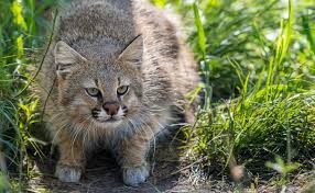 Ocupando o topo da cadeia alimentar, é predador natural de diversos animais, como roedores, pássaros, lagartixas e alguns insetos. Gato Colocolo Tiposdegatos Com