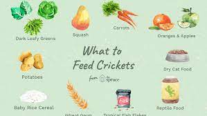 What Do You Feed Crickets