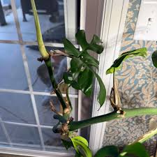 Image result for Mostuea microphylla