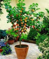 Dwarf fruit trees that are commonly available include nectarine, olive, pear, peach, apricot, apple, cherry, fig, citrus and quince. 13 Miniture Fruit Trees Ideas Fruit Trees Dwarf Fruit Trees Fruit Garden