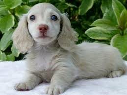 Blue Dapple Dachshund Dachshund Puppies Dapple Dachshund Dachshund Dog