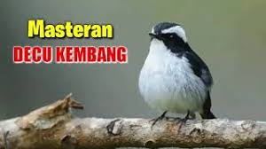 Masteran decu kembang ngeplong untuk memancing burung kacer dan decu bakalan agar gacor youtube. Decu Kembang Gacor Tembakan Tajam