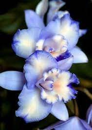 Cattleya Hibrida Flores Exoticas Orquideas Exoticas Plantacion De Arboles