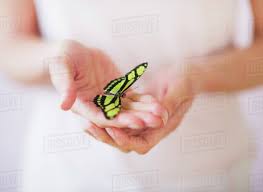 This 100% royalty free vector illustration features the main icon pictured in black inside a white square. Studio Shot Of Woman S Hands Holding Butterfly Stock Photo Dissolve