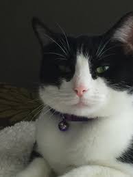 Pin By Geraldine Sanchez Barrionuevo On Cats Friends Time Accesories For Cats Pretty Cats Cats And Kittens Cute Cat Breeds