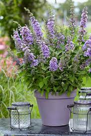 Buddleia High Five Purple Main Fragrant Plant Bee Friendly Plants Pollinator Garden