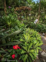 Check spelling or type a new query. The Tropical Beauty Of Phantasea Garden On Saint Thomas Exploration Vacation