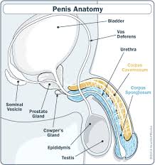 Browse our male anatomy diagram images, graphics, and designs from +79.322 free vectors graphics. Anatomy Of The Male Penis The Penis Howstuffworks