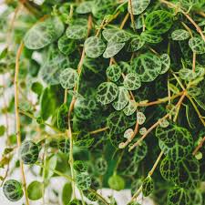 Bubble plant suits bright light. Callisia Repens Pink Care Guide Lovethatleaf