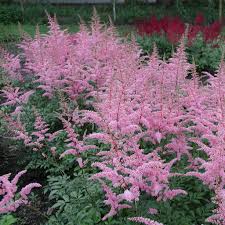 Use a sharp spade or knife to divide the root ball into sections. Astilbe Arendsii Hybride Cattleya