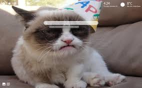 Grumpy Cat Hd Wallpapers New Tab