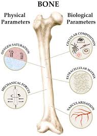 Image result for long bone model project | ap psych, model. Genes Free Full Text Journey Into Bone Models A Review Html
