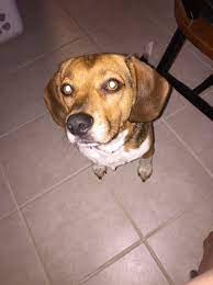 My Dog Ate An Entire Can Of Formula Babycenter