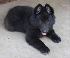 Belgian Shepherd Puppy Pesquisa Google Belgian Dog German Shepherd Puppies Belgian Shepherd