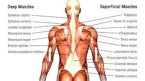 Antamony of your back / 1 : Pulled Back Muscles And Joint Irritation Orchard Health Clinic