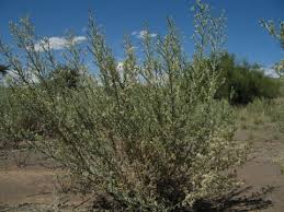 Image result for Laggera