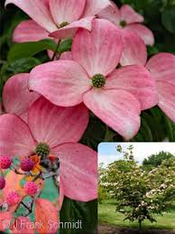 Heart throb cornus kousa dogwood tree has a beautiful, wide, round head and displays very showy 4 flowers and an exfoliating bark. Acorn Farms Search Nursery Bulk Wholesale Trees Shrubs Perennials Roses Annuals For Green Industry