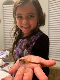 What are some insects found in the Rio Grande Valley?