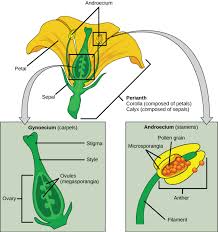 Illustration Shows Parts Of A Flower Which Is Called The Perianth The Corolla Is Composed Of Petals And The Calyx Flower Structure Parts Of A Flower Biology