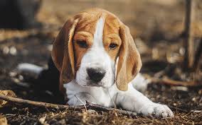 Cool username ideas for online games and services related to freefire in one place. Beagle Names 200 Great Ideas For Naming Your Beagle